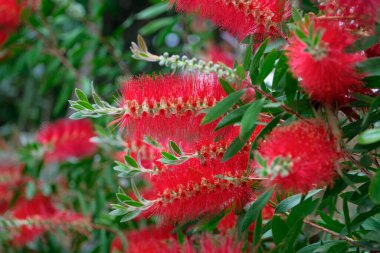 İtalya, Sicilya, Bahçedeki kırmızı çiçekler