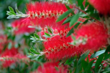 İtalya, Sicilya, Bahçedeki kırmızı çiçekler