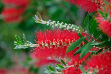 İtalya, Sicilya, Bahçedeki kırmızı çiçekler