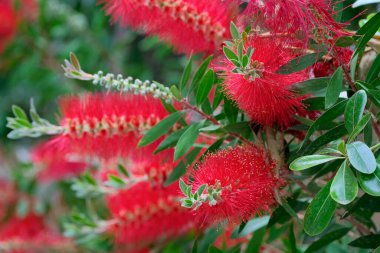 İtalya, Sicilya, Bahçedeki kırmızı çiçekler