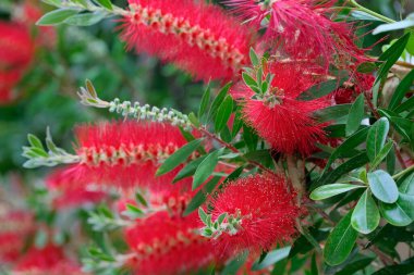 İtalya, Sicilya, Bahçedeki kırmızı çiçekler