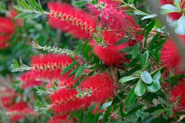 İtalya, Sicilya, Bahçedeki kırmızı çiçekler