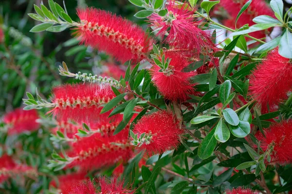 Stock image Italy, Sicily, red flowers in a garden