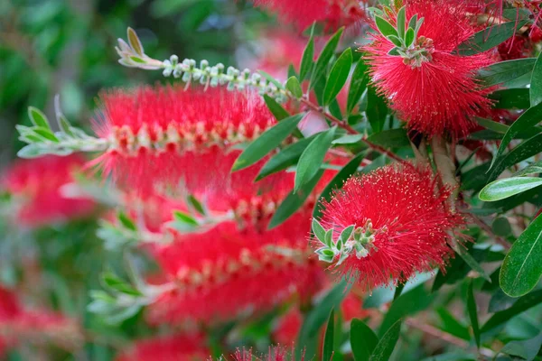 stock image Italy, Sicily, red flowers in a garden