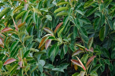 İtalya, Sicilya, Akdeniz ficus ağacında (ficus robusta) bir Bahçe