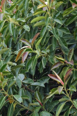 İtalya, Sicilya, Akdeniz ficus ağacında (ficus robusta) bir Bahçe