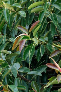 İtalya, Sicilya, Akdeniz ficus ağacında (ficus robusta) bir Bahçe
