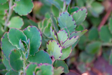 İtalya, Sicilya, Akdeniz sulu bitkiler bir bahçede