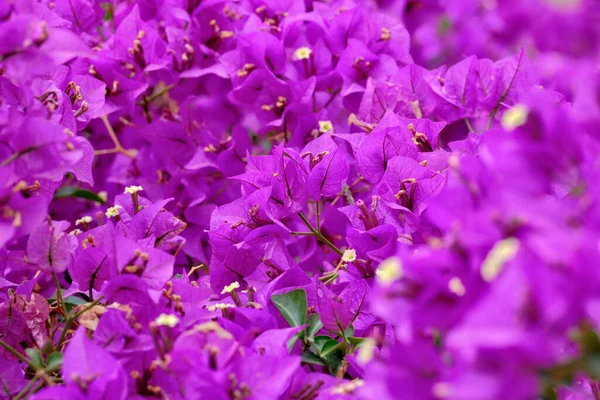 Италия Сицилия Сельская Местность Пурпурные Буганвиллы Сажают Саду — стоковое фото