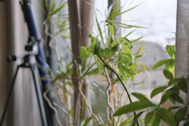 İtalya, Sicilya, özel bir evin oturma odasında bitkiler.