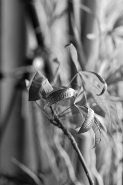 İtalya, Sicilya, özel bir evin oturma odasında bitkiler.