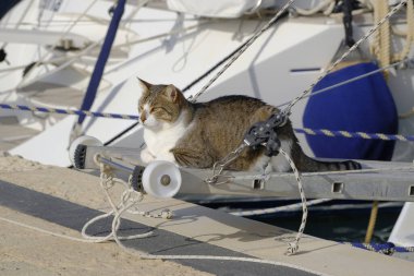 İtalya, Sicilya, Akdeniz, Marina di Ragusa (Ragusa Eyaleti), limanda yelkenli teknesinde kedi 