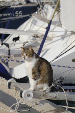 İtalya, Sicilya, Akdeniz, Marina di Ragusa (Ragusa Eyaleti), limanda yelkenli teknesinde kedi 