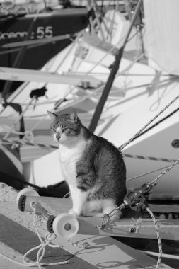 İtalya, Sicilya, Akdeniz, Marina di Ragusa (Ragusa Eyaleti), limanda yelkenli teknesinde kedi 