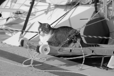 İtalya, Sicilya, Akdeniz, Marina di Ragusa (Ragusa Eyaleti), limanda yelkenli teknesinde kedi 