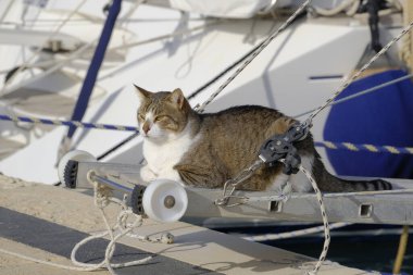 İtalya, Sicilya, Akdeniz, Marina di Ragusa (Ragusa Eyaleti), limanda yelkenli teknesinde kedi 