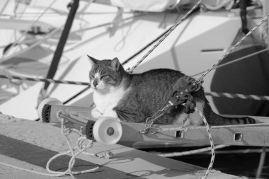 İtalya, Sicilya, Akdeniz, Marina di Ragusa (Ragusa Eyaleti), limanda yelkenli teknesinde kedi 