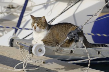 İtalya, Sicilya, Akdeniz, Marina di Ragusa (Ragusa Eyaleti), limanda yelkenli teknesinde kedi 