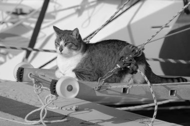İtalya, Sicilya, Akdeniz, Marina di Ragusa (Ragusa Eyaleti), limanda yelkenli teknesinde kedi 