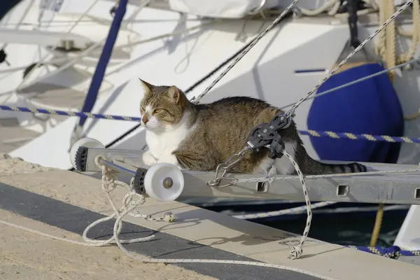 İtalya, Sicilya, Akdeniz, Marina di Ragusa (Ragusa Eyaleti), limanda yelkenli teknesinde kedi 