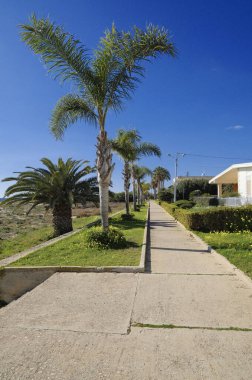 İtalya, Sicilya, Akdeniz, Playa Grande (Ragusa Eyaleti); deniz kenarında evler ve palmiye ağaçları 