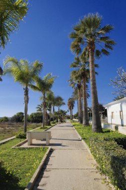 İtalya, Sicilya, Akdeniz, Playa Grande (Ragusa Eyaleti); deniz kenarında evler ve palmiye ağaçları 