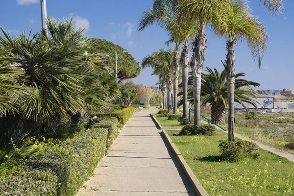 İtalya, Sicilya, Akdeniz, Playa Grande (Ragusa Eyaleti); deniz kıyısında palmiye ağaçları 