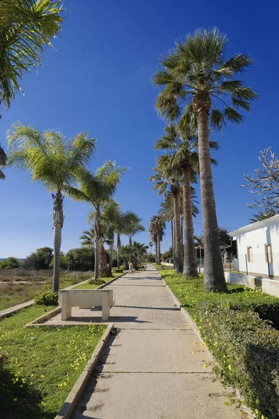 İtalya, Sicilya, Akdeniz, Playa Grande (Ragusa Eyaleti); deniz kenarında evler ve palmiye ağaçları 