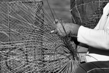 İtalya, Sicilya, Portopalo di Capo Passero, ıstakoz kabı yapan bir balıkçı.