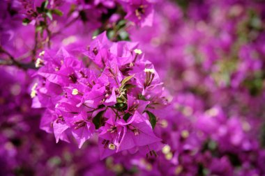 İtalya, Sicilya, kırsal, mor bouganvilleas çiçek Bahçe