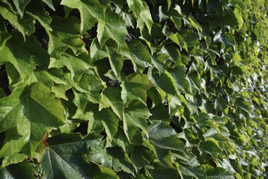 İtalya, Sicilya, kırsal, Amerikan sarmaşığı