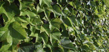 İtalya, Sicilya, kırsal, Amerikan sarmaşığı