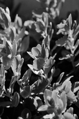 İtalya, Sicilya, Akdeniz sulu bitkiler bir bahçede