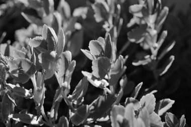 İtalya, Sicilya, Akdeniz sulu bitkiler bir bahçede