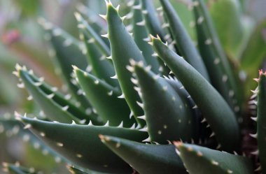 İtalya, Sicilya, Akdeniz sulu bitkiler bir bahçede