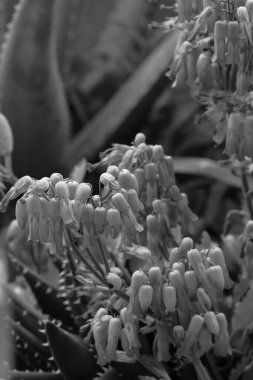 İtalya, Sicilya, Marina di Ragusa (Ragusa Eyaleti); Bahçedeki çan çiçekleri