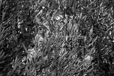 İtalya, Sicilya, kırsal, zeytin ağacı yaprakları