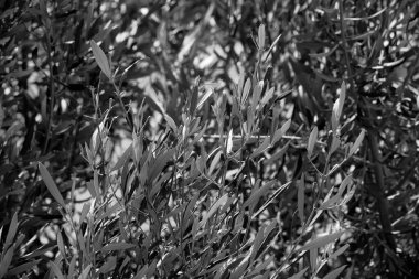 İtalya, Sicilya, kırsal, zeytin ağacı yaprakları