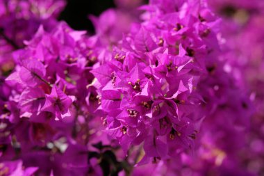 İtalya, Sicilya, kırsal, mor bouganvilleas çiçek Bahçe