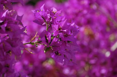 İtalya, Sicilya, kırsal, mor bouganvilleas çiçek Bahçe