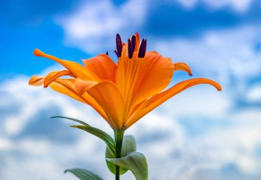 Lily 'nin mavi gökyüzüne yakın çekimi. Bahçede Daylily Bell çiçeği. Lily çiçek açıyor. Lilium çiçeği mavi arka planda. Bahçe işleri konsepti. Çiçek tebrik kartı.