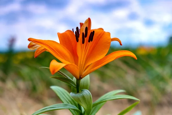 Zbliżenie Lily Błękitnym Niebie Kwiat Dzwonka Ogrodzie Lily Kwitnie Kwiat — Zdjęcie stockowe
