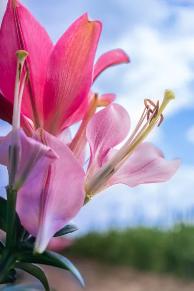 Nahaufnahme Von Lilie Auf Blauem Himmel Taglilie Glockenblume Garten Lilie — Stockfoto