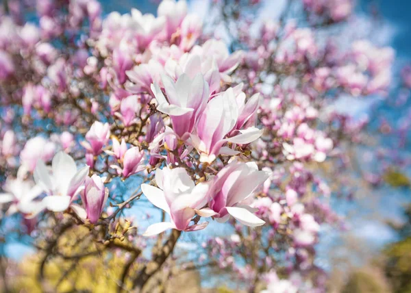 Rosa China Oder Untertasse Magnolienblüten Magnolia Soulangeana Vor Blauem Himmel — Stockfoto