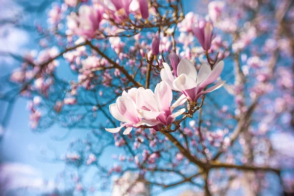 Pembe Çin Manolya Çiçekleri Magnolia Soulangeana Mavi Gökyüzüne Karşı — Stok fotoğraf