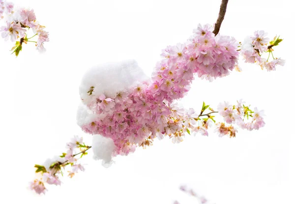 Gros Plan Branche Fleurs Cerisier Recouverte Neige Printemps Hanovre Allemagne — Photo