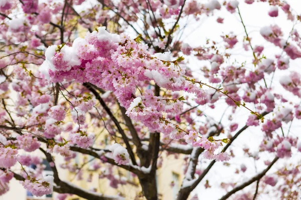 Nahaufnahme Von Zweigen Von Kirschblüten Die Mit Schnee Bedeckt Sind — Stockfoto