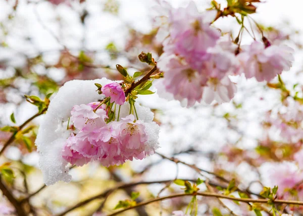 Gros Plan Branche Fleurs Cerisier Recouverte Neige Printemps Hanovre Allemagne — Photo