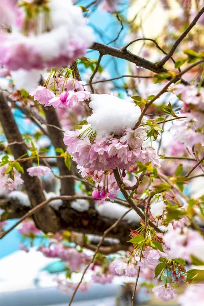 Close Branch Cherry Blossoms Covered Snow Spring Season Hanover Germany — Stock Photo, Image