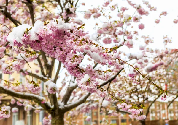 Karla Kaplı Kiraz Çiçeklerinin Dalına Yaklaş Bahar Mevsimi Hanover Almanya — Stok fotoğraf